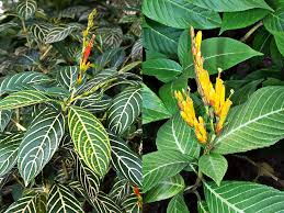 Image result for Sanchezia speciosa