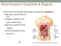 There are (a) nine abdominal regions and (b) four abdominal quadrants in the peritoneal. Anatomical Language Bio 137 Anatomy Physiology I Lab