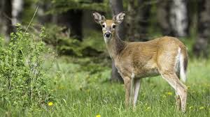 A disease that's turning deer into zombies has popped up on the cdc's radar and their response to it has more than a few people freaked out. Experts Warn Deadly Zombie Deer Disease In U S Could Spread To Humans In The Years Ahead Ktla