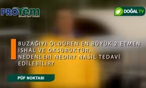 Buzagilar Neden Ishal Olur Buzagi Ishali Nasil Gecer