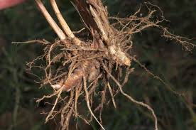 Image result for Eulalia polyneura