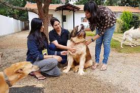 A paw above is a professional pet sitting service. Check Out These Pet Sitters In Bangalore Lbb Bangalore