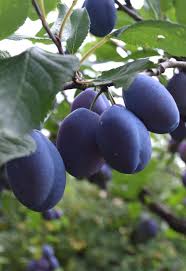 We did not find results for: Alsace Damson Plum Tree Planting Pruning And Care