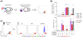 Robust acute myeloid leukemia engraftment in humanized scaffolds using  injectable biomaterials and intravenous xenotransplantation - Busa -  Molecular Oncology - Wiley Online Library