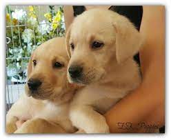 Maybe you would like to learn more about one of these? Labrador Retriever Puppies For Sale In Oregon City Oregon Classified Americanlisted Com