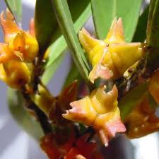 Image result for Pterocelastrus