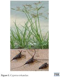 Image result for Cyperus rotundus