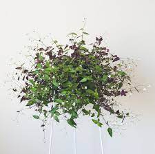 Tahitian bridal veil needs 0.5 cups of water every 9 when it doesn't get direct sunlight and is potted in a 5 pot. Bridal Veil A Lovely Trailing Indoor Plant Plantandpot Nz