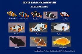 Maka dari itu, ikan ini tidak dimakan. Kkp Ada 14 Varian Baru Ikan Nemo Siap Dorong Pasar Ikan Hias