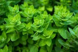 Common Oregano Plant Varieties What Are Different Kinds Of
