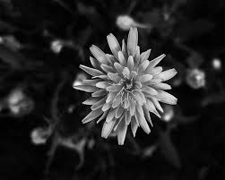 Only the best hd background pictures. Black Flower Wallpaper Download To Your Mobile From Phoneky