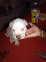 Puppies you could buy under $100 in the us. 100 Pitbull Puppies Puppies For Sale Detroit Mi Shoppok