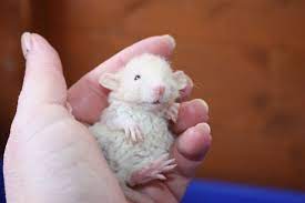Rats For Sale In Spennymoor Pets4homes Pet Mice Baby Rats Pet Rats
