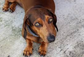 This formula has small amounts of glucosamine and chondroitin, which are good nutrients for dogs who are prone to joint conditions, as they help to keep cartilage healthy and joints lubricated. Heart Healthy Dog Food Updated Fda Findings On Dcm Heart Disease Petplate
