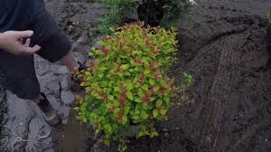 Produces clusters of vibrant, pink / fuchsia blooms in spring & summer. Treetiptuesday Spirea Double Play Big Bang Youtube