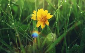 Semoga puisi di atas menghibur dan bermanfaat. Puisi Bijak Kehidupan Semut