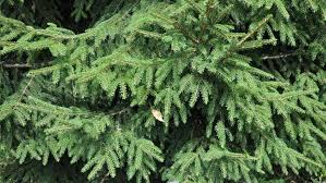 Image result for Vismia orientalis