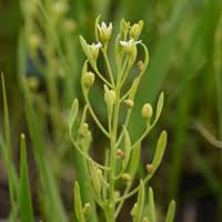 Image result for Thesium inhambanense