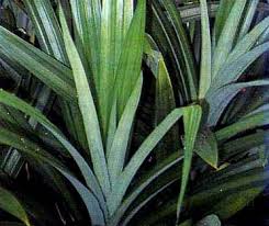 Bonsai pandan wangi adalah tanaman pandan wangi yang dibuat menjadi bonsai atau di kerdilkan. Pandan Wangi Mocendink