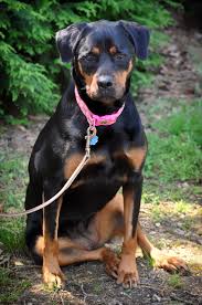 Adopt Me Dogs Up For Adoption Dog Adoption Dogs