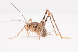 Most pests want to live where people live, but these crickets are different. Invasive Camel Crickets May Take Over In U S Homes