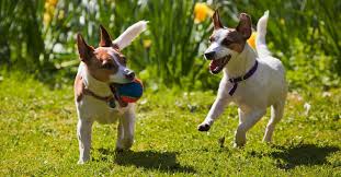 Jolly pets is proud to manufacture this soccer ball dog toy right here in the usa, and supports organizations throughout the nation that provide toys to shelter dogs. 10 Indestructible Dog Toys For The Chew Inator In Your Life Terribly Terrier