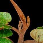 Image result for Pycnanthus