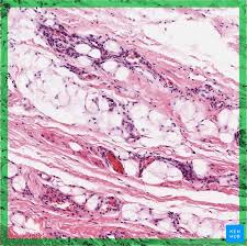 Loose Connective Tissue Components And Function Kenhub