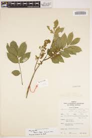 Image result for Platysepalum