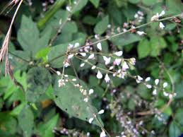 Image result for Desmodium subsecundum