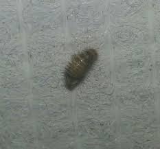 pin on pest information