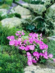 Steingarten Anlegen Und Bepflanzen Gestaltungsideen Fur Hobbygartner Steingarten Landschaftsbau Mit Steinen Und Steingarten Anlegen