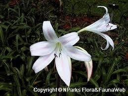 Image result for Crinum moorei