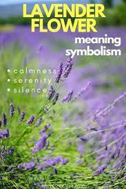 Lavender Flower Colors Meaning And Symbolism Beautiful Versatile Herb Lavender Flowers Flower Meanings Meant To Be