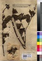 Image result for Psydrax parviflora