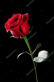 Pin On Beautiful Rose Flowers