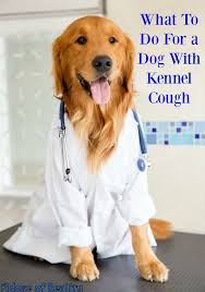 Affected dog may also exhibit other more systemic signs of as the cancer advances these signs are destined to inevitably progress and worsen during the end stage of lung cancer in dogs. What To Do For A Dog With Kennel Cough Fidose Of Reality Dog Cone Dog Coughing Canine Cancer