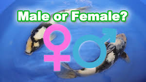 Great savings & free delivery / collection on many items. How Often Do Koi Fish Lay Eggs Reproduction Breeding Care