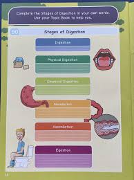 Human digestive system, system used in the human body for the process of digestion. What Is Digestion In Simple Words