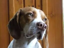 Old Spanish Pointer Perdiguero Navarro Navarro Pointer Pachon Navarro Or Pachon De Victoria And Nafarroako Eper Tx Rare Dogs Rare Dog Breeds Dog Breeds