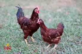 See more ideas about rhode island red, rhode island, chickens backyard. Hoover S Hatchery