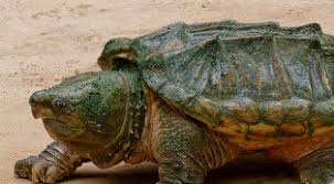 How To Tell The Age Of A Turtle The Turtle Hub