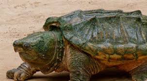 how to tell the age of a turtle the turtle hub