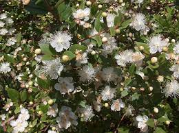 Myrtle The Provenance And Meaning Of A Plant Smithsonian Libraries Unbound
