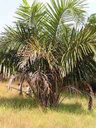 Image result for Raphia farinifera