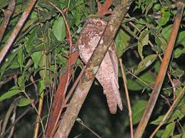This puppy just started training to become a police dog. Taxonomy Frogmouths Podargidae Observation Org