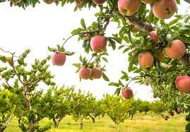 Easy to grow and maintain, with or without a green thumb. How To Graft Fruit Trees
