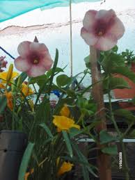 Encuentra planta flor copa de oro en mercadolibre.com.mx! Allamanda Violacea Copa De Vino Y Allamanda Cathartica Copa De Oro Fotos