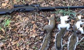 Maybe you would like to learn more about one of these? 6 Best Gamo Air Rifles For Small Game Gamo For Small Game Hunting