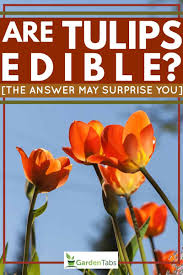 Legislation states plants that have not been consumed 'to a signiﬁcant degree by humans in the eu before 15 may 1997' must be tested for safety before. Are Tulips Edible The Answer May Surprise You Garden Tabs